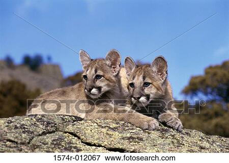Stock Photo - Cougars. Fotosearch