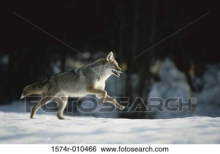 Stock Photograph - Coyote. Fotosearch
