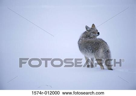 Coyote Yellowstone National Park Wyoming USA View Large Photo Image Stock Image - Coyote Yellowstone National Park Wyoming USA. Fotosearch
