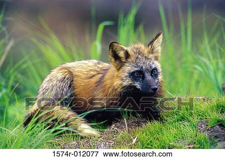 Cross Fox View Large Photo Image Stock Photo - Cross Fox. Fotosearch