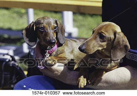 Dachshunds View Large Photo Image Stock Photo - Dachshunds. Fotosearch