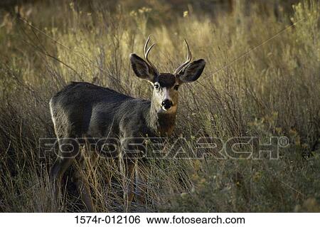 Deer standing in a field View Large Photo Image Stock Photograph - Deer standing in a field. Fotosearch