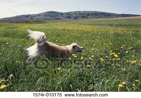 Dog running through a grassy field View Large Photo Image Stock Photography - Dog running through a grassy field. Fotosearch