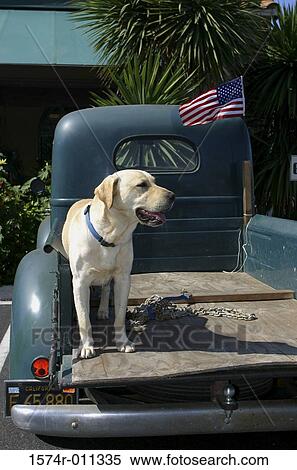 Dog standing at the back of a pickup truck View Large Photo Image Stock Photography - Dog standing at the back of a pickup truck. Fotosearch