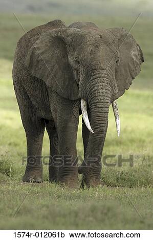 Stock Image - Elephant. Fotosearch