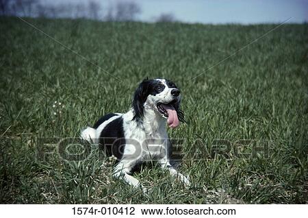 English Setter View Large Photo Image Stock Image - English Setter. Fotosearch
