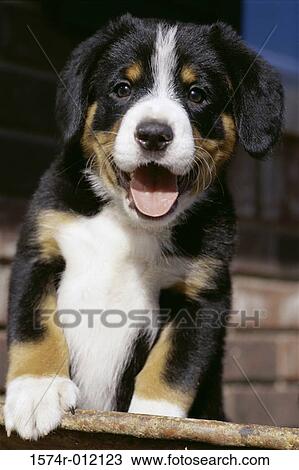 Entlebucher View Large Photo Image Stock Image - Entlebucher. Fotosearch