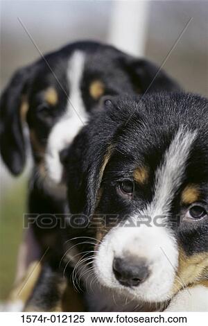 Stock Photography - Entlebucher. Fotosearch