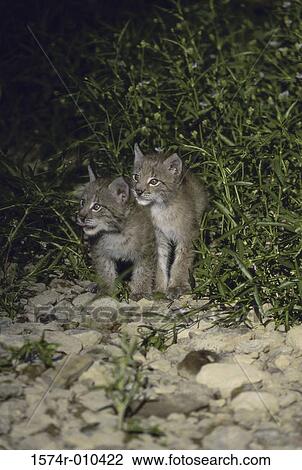 Eurasian Lynx View Large Photo Image Stock Image - Eurasian Lynx. Fotosearch
