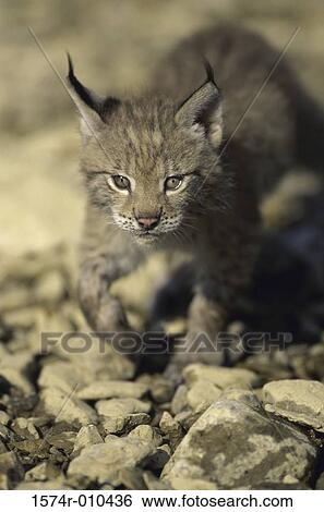 Eurasian Lynx View Large Photo Image Stock Photograph - Eurasian Lynx. Fotosearch