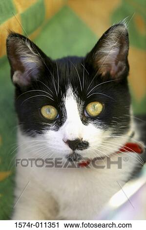eye, staring, Animal Themes, Animal Face, Adult Animal, One Animal, Part Of View Large Photo Image Stock Image - eye, staring, Animal Themes, Animal Face, Adult Animal, One Animal, Part Of. Fotosearch