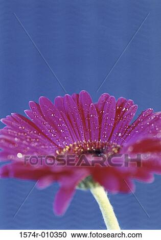 Gerbera Daisy View Large Photo Image Stock Image - Gerbera Daisy. Fotosearch