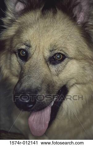 German Shepherd Malamute Mix View Large Photo Image Stock Image - German Shepherd Malamute Mix. Fotosearch
