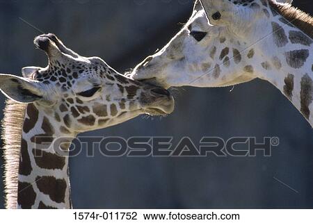 Giraffes View Large Photo Image Stock Image - Giraffes. Fotosearch