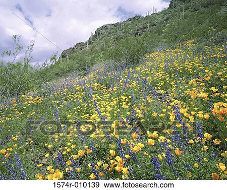 Gold Poppies and Lupines Picacho Peak State Park Arizona USA View Large Photo Image Stock Photo - Gold Poppies and Lupines Picacho Peak State Park Arizona USA. Fotosearch