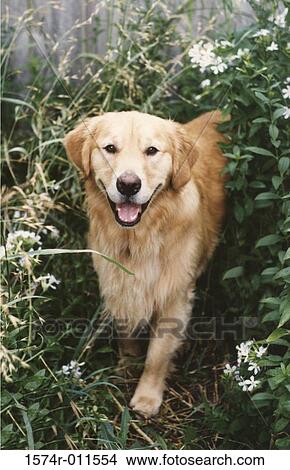 Golden Retriever lying on grass View Large Photo Image Picture - Golden Retriever lying on grass. Fotosearch