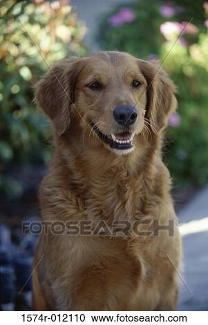 Golden Retriever sitting outdoors View Large Photo Image Stock Image - Golden Retriever sitting outdoors. Fotosearch
