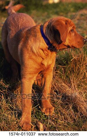 Stock Photo - Golden retriever standing outdoors. Fotosearch