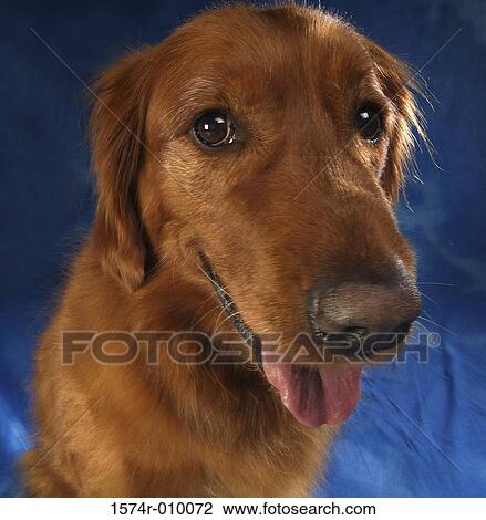 Stock Image - Golden Retriever. Fotosearch