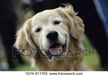 Stock Image - Golden Retriever. Fotosearch