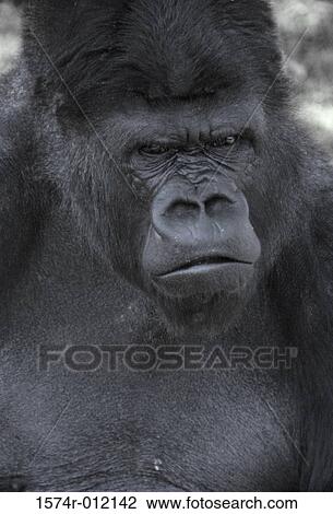 Gorilla View Large Photo Image Stock Image - Gorilla. Fotosearch
