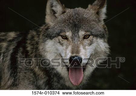 Gray Wolf View Large Photo Image Picture - Gray Wolf. Fotosearch
