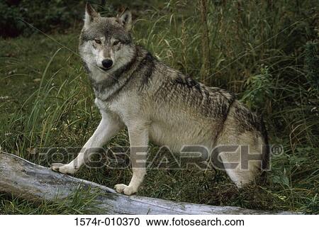 Stock Image - Gray Wolf. Fotosearch