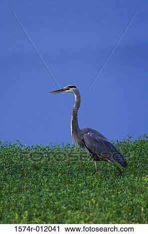 Great Blue Heron View Large Photo Image Stock Image - Great Blue Heron. Fotosearch