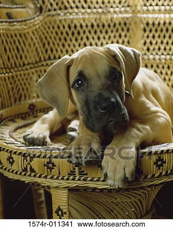 Stock Image - Great Dane puppy lying on a chair. Fotosearch