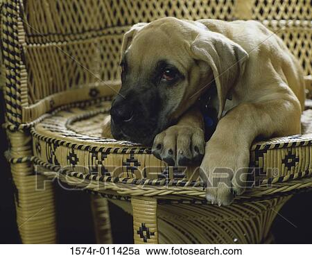 Great Dane View Large Photo Image Stock Image - Great Dane. Fotosearch