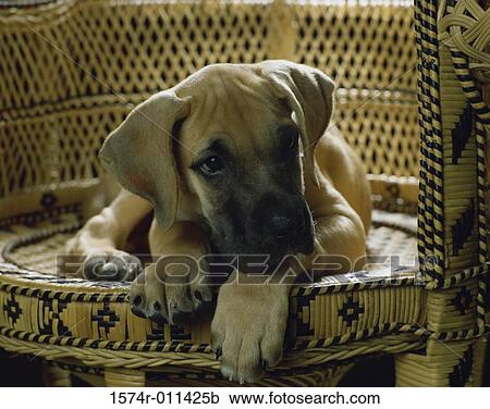 Stock Image - Great Dane. Fotosearch
