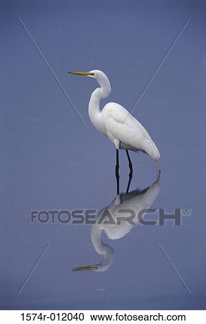 Great Egret View Large Photo Image Stock Image - Great Egret. Fotosearch