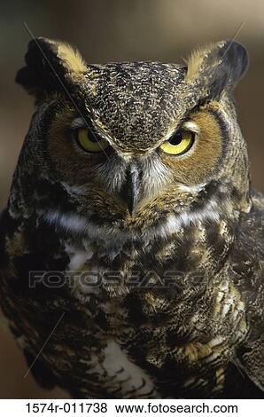 Great Horned Owl View Large Photo Image Stock Photo - Great Horned Owl. Fotosearch