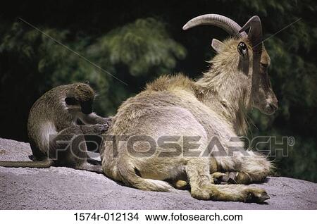 Green Guenon and Aoudad View Large Photo Image Picture - Green Guenon and Aoudad. Fotosearch
