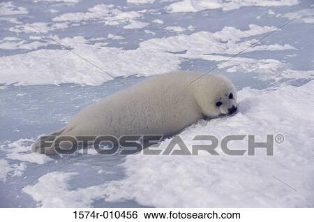 Harp Seal View Large Photo Image Stock Photograph - Harp Seal. Fotosearch