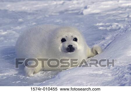 Harp Seal View Large Photo Image Stock Photography - Harp Seal. Fotosearch