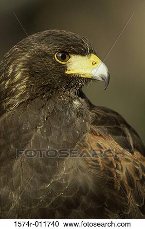 Harris Hawk View Large Photo Image Stock Image - Harris Hawk. Fotosearch