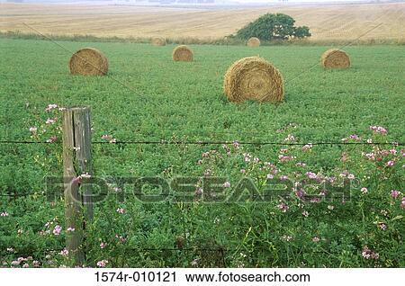 Hay bales in a field View Large Photo Image Stock Image - Hay bales in a field. Fotosearch