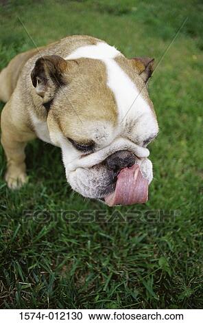 Stock Image - High angle view of a Bulldog sitting on a lawn. Fotosearch