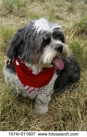 High angle view of a dog wearing a bandana View Large Photo Image Stock Photo - High angle view of a dog wearing a bandana. Fotosearch