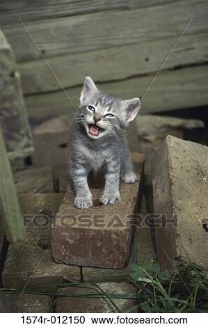 High angle view of a kitten meowing View Large Photo Image Stock Image - High angle view of a kitten meowing. Fotosearch