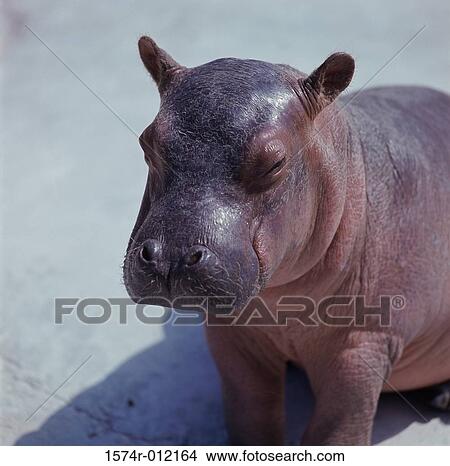 Hippopotamus View Large Photo Image Picture - Hippopotamus. Fotosearch