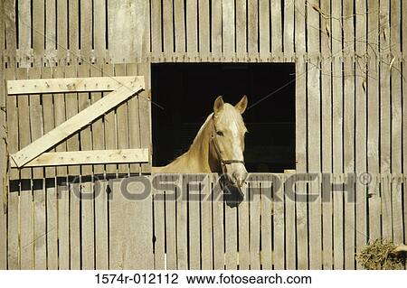 Stock Image - Horse. Fotosearch