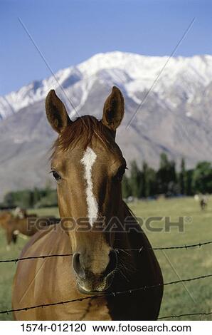 Horse View Large Photo Image Stock Image - Horse. Fotosearch