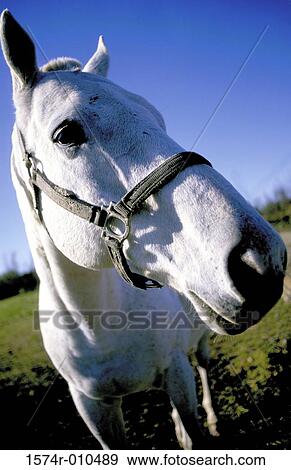 Horse View Large Photo Image Stock Photo - Horse. Fotosearch