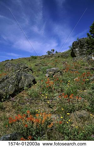 Stock Image - Indian Paintbrush Soda Mountain Wilderness Oregon USA. Fotosearch