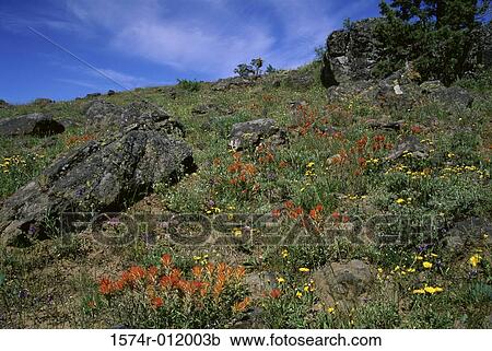 Indian Paintbrush Soda Mountain Wilderness Oregon USA View Large Photo Image Stock Image - Indian Paintbrush Soda Mountain Wilderness Oregon USA. Fotosearch
