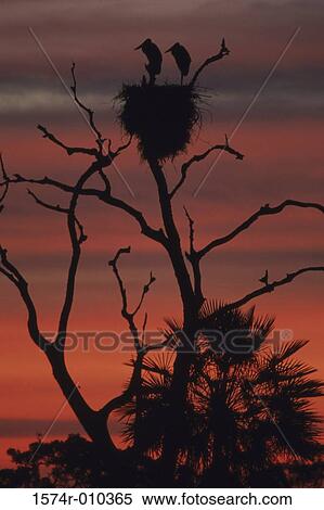 Jabiru Storks View Large Photo Image Stock Photography - Jabiru Storks. Fotosearch