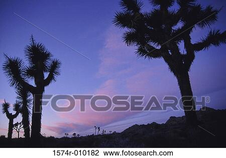 Stock Image - Joshua Tree National Park California USA. Fotosearch