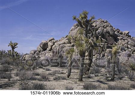 Joshua Tree National Park California USA View Large Photo Image Stock Image - Joshua Tree National Park California USA. Fotosearch